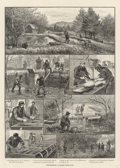 Élevage de poissons, une ferme de truites dans le Surrey - Walter Paget